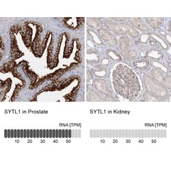 SYTL1 Antibody, Novus Biologicals 0.1mL; Unlabeled:Antibodies, Polyclonal